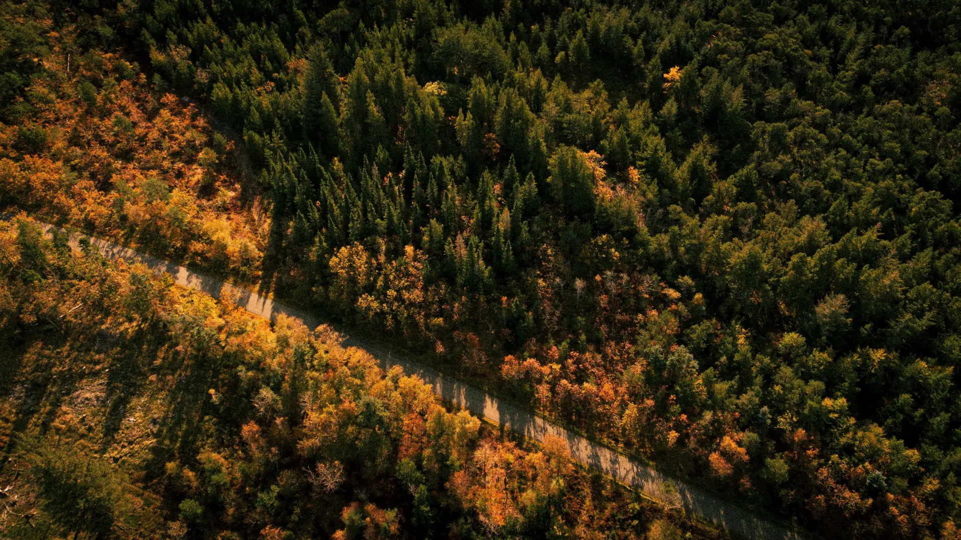 Aerial view of open land