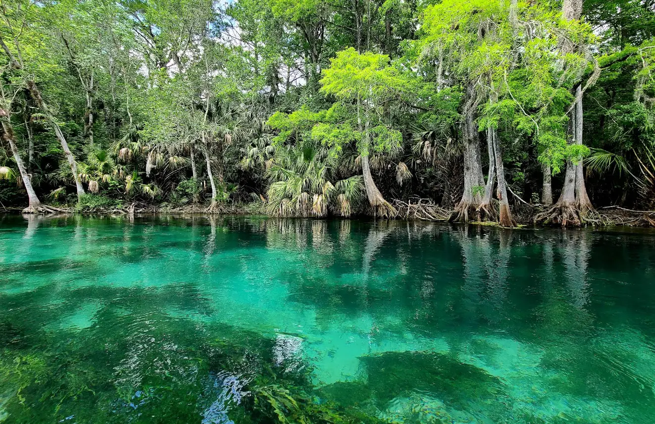 Nearby Attraction Silver Springs State Park.PNG.webp