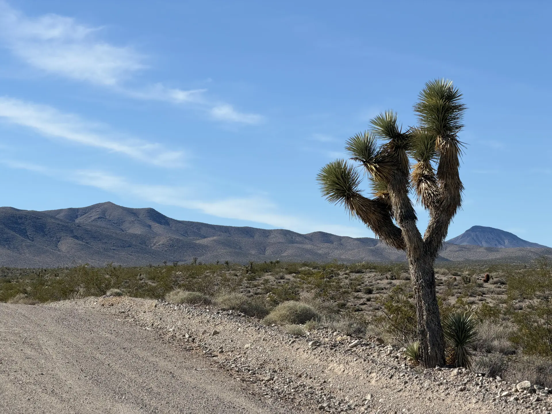 ROAD-MT-TREE-VIEW-1.webp