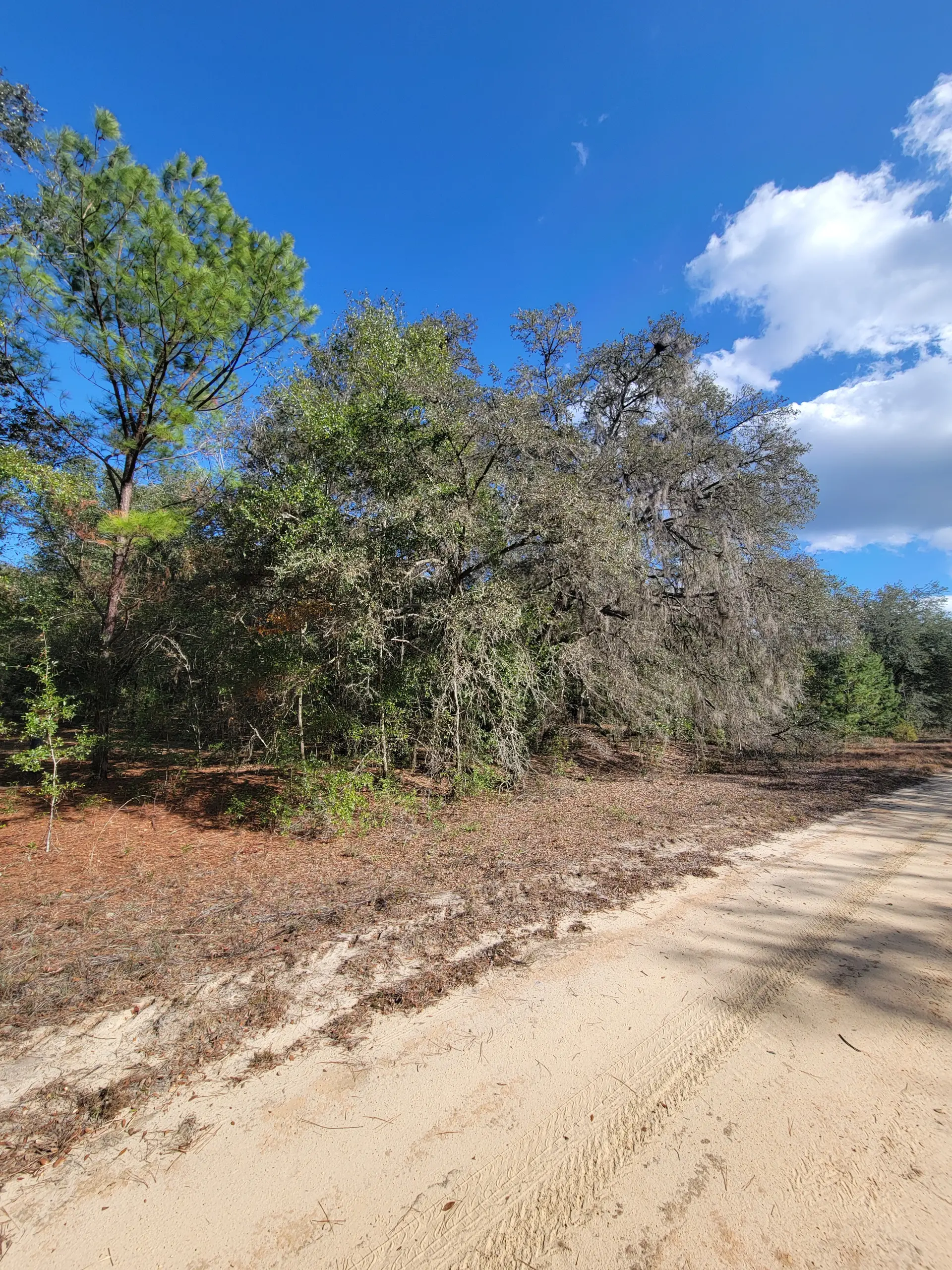 #4 Alan clear easement.jpg.webp
