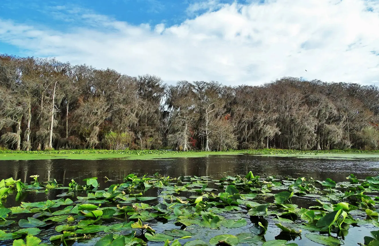 Nearby Attraction Lochloosa Wildlife Conservation Area.PNG.webp