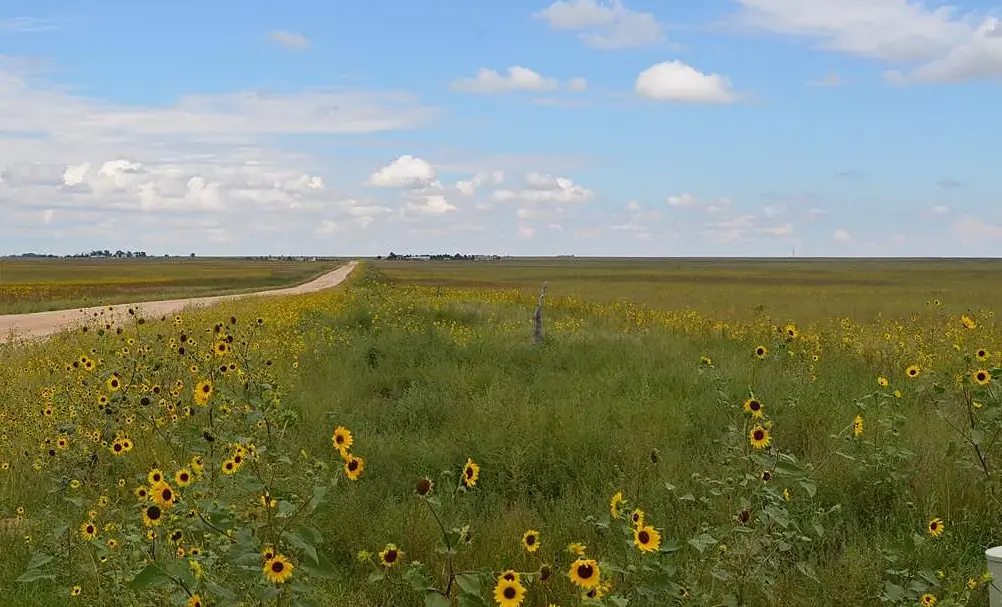 Looking down the street with flowers.png.webp