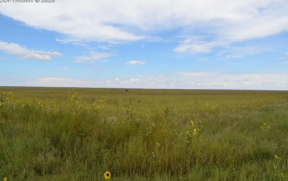 Looking across the lot with flowers.png.webp