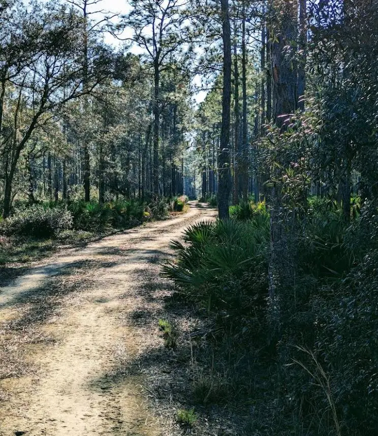 Nearby Attraction Etoniah Creek Wildlife Management Area.JPG.webp