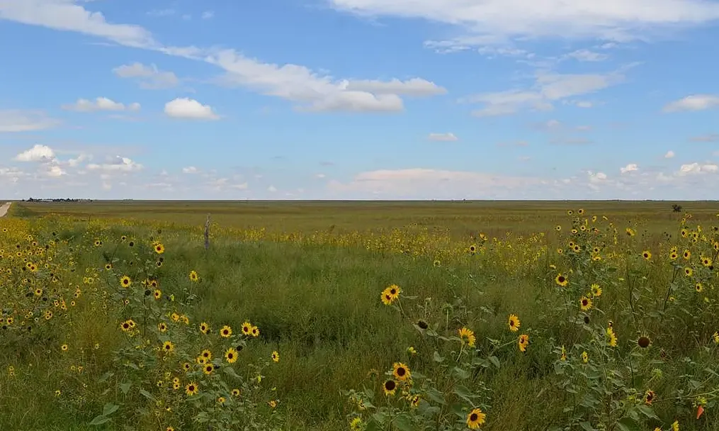 Flowers.png.webp